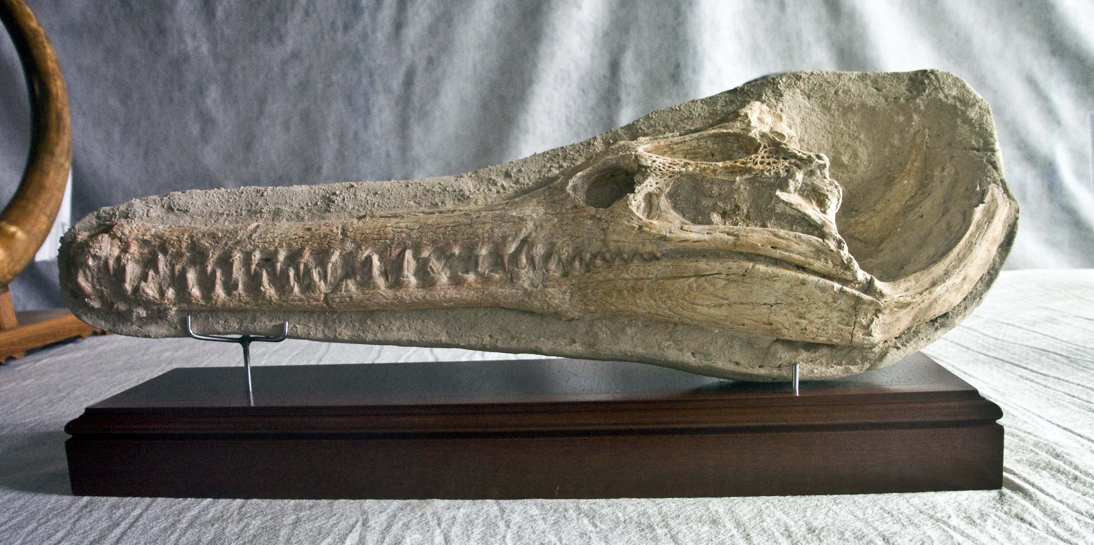 tsiridion-dyrosaurus phosphaticus 65-146 mln yrs morocco